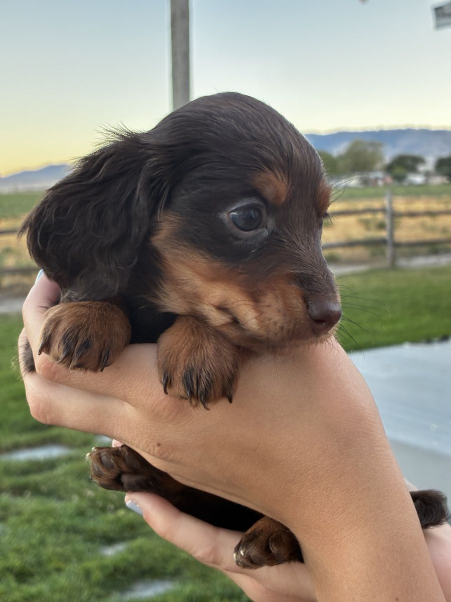 Purebred Miniature Dachshund-Female