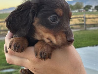 Purebred Miniature Dachshund-Female