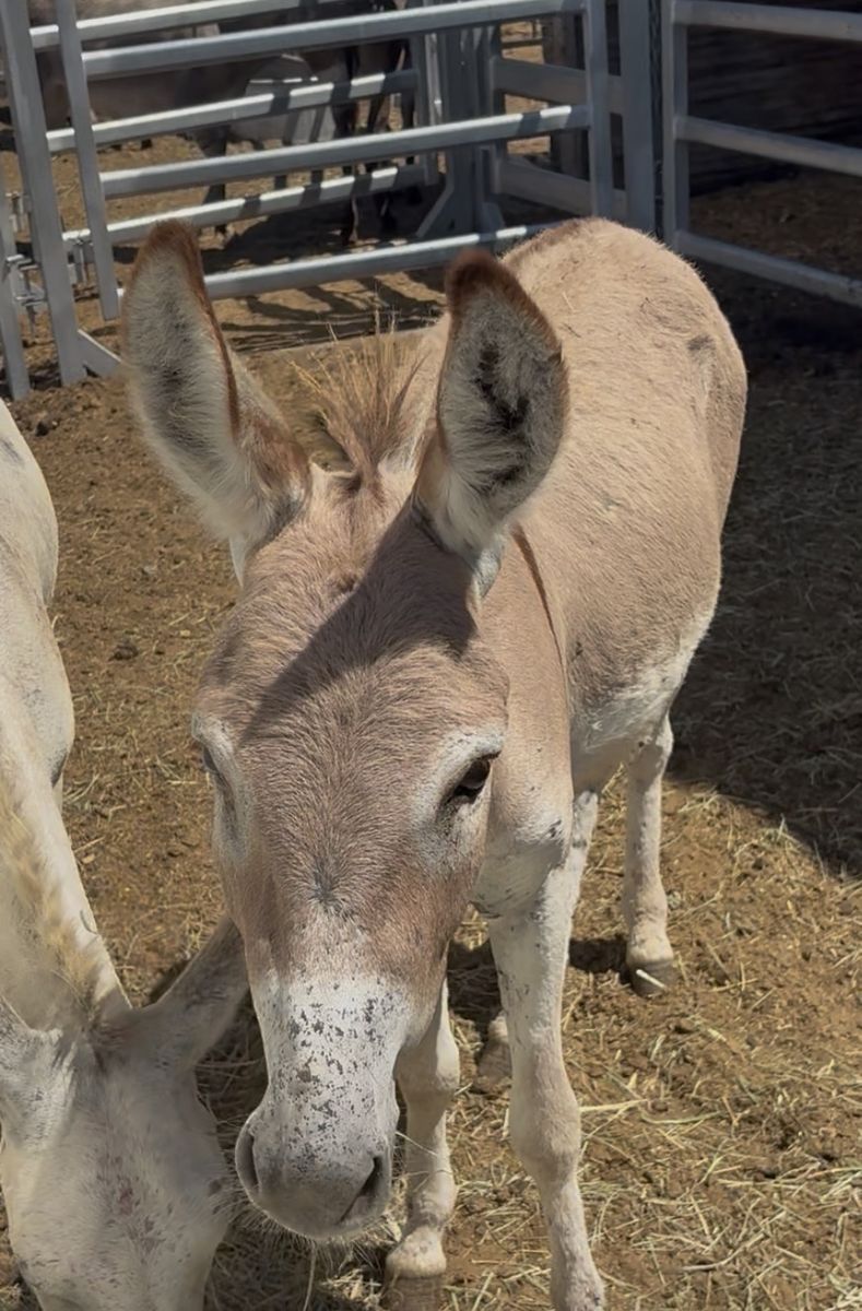 Very sweet mini donkey Jack he is light red and looks pink :)