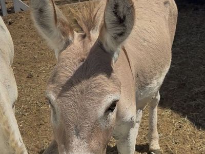 Very sweet mini donkey Jack he is light red and looks pink :)