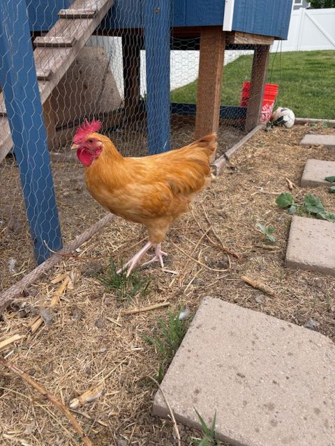 Free Rooster (Buff Orpington)