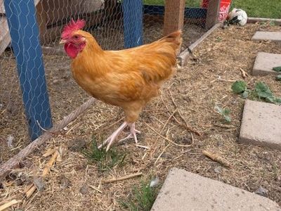 Free Rooster (Buff Orpington)