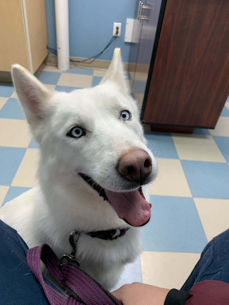 6 Year Old Husky For Adoption