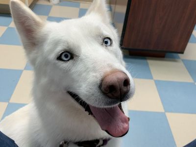 6 Year Old Husky For Adoption