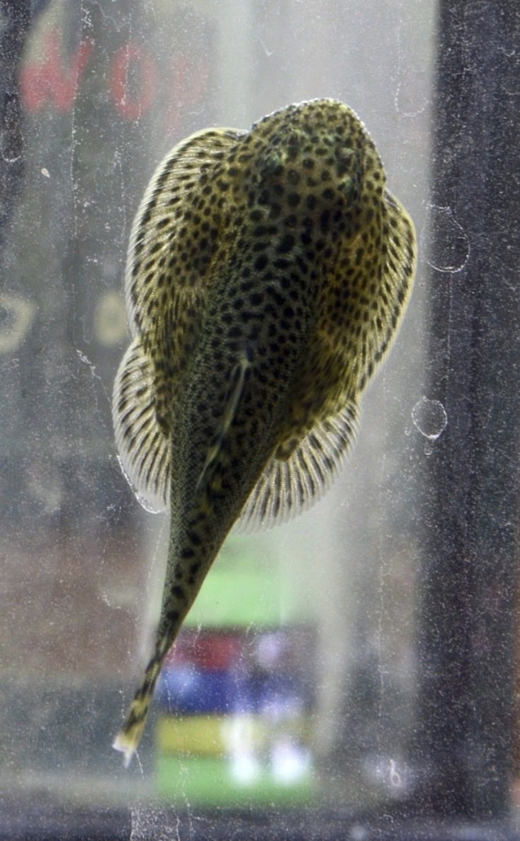 Hillstream loach