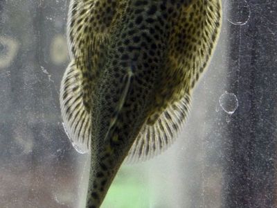 Hillstream loach