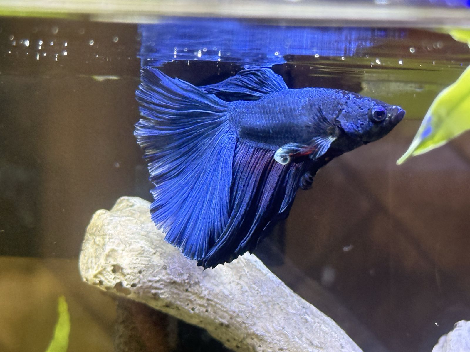 Beautiful Betta Fish with 5 Gallon Aquarium - Everything Included!