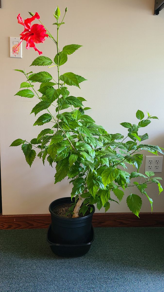 Hibiscus plants