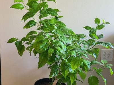 Hibiscus plants
