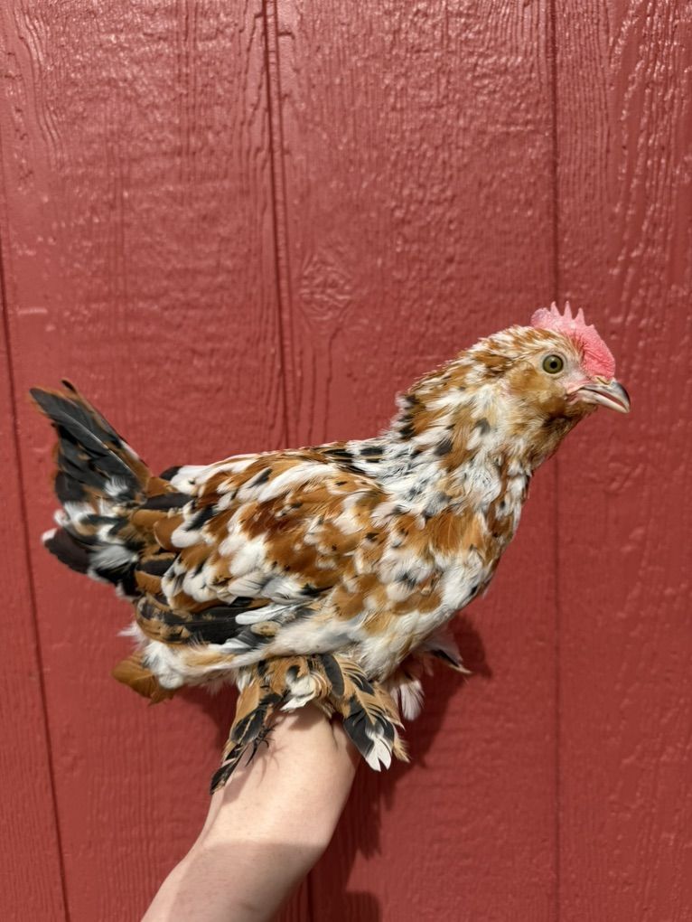 8 Week Old Batam Cochin Cockerel