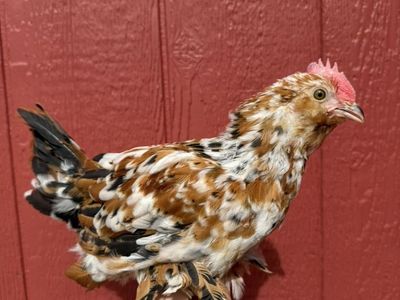 8 Week Old Batam Cochin Cockerel