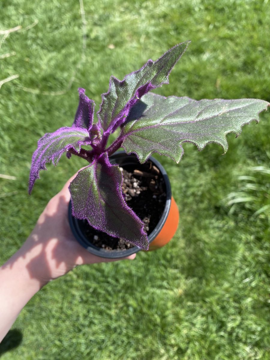 Purple passion plants