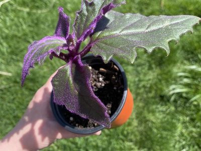 Purple passion plants