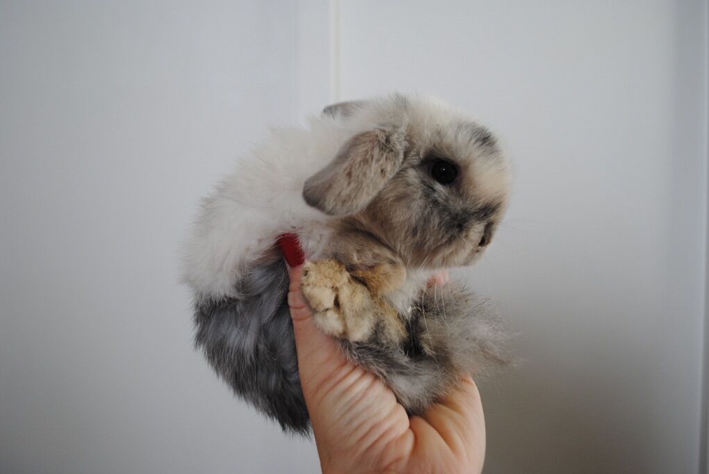 Holland Lop Buck