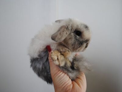 Holland Lop Buck