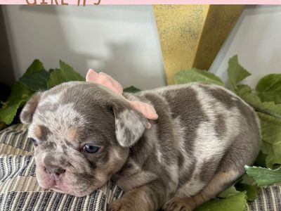 French Bulldog Puppies AKC