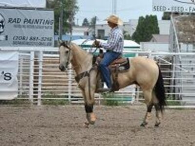 4yr AQHA Buckskin Gelding