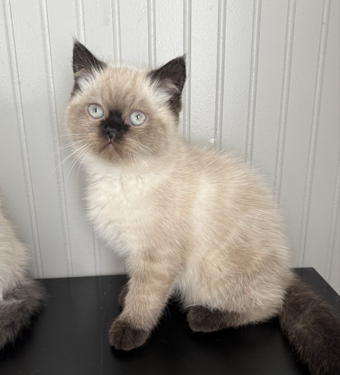 Purebred Persian Kitten