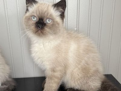 Purebred Persian Kitten