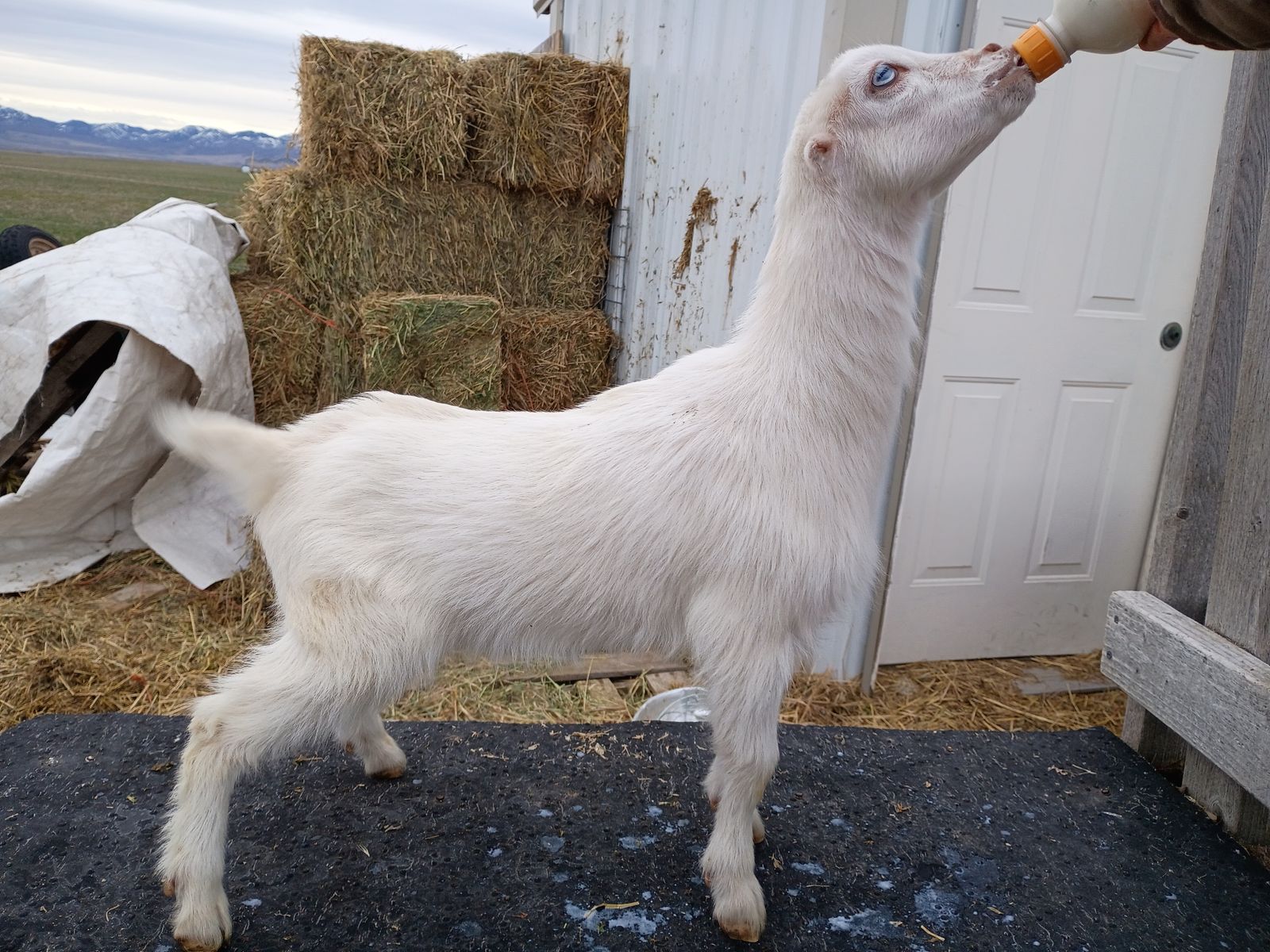 Mini Lamancha Bottle Doeling