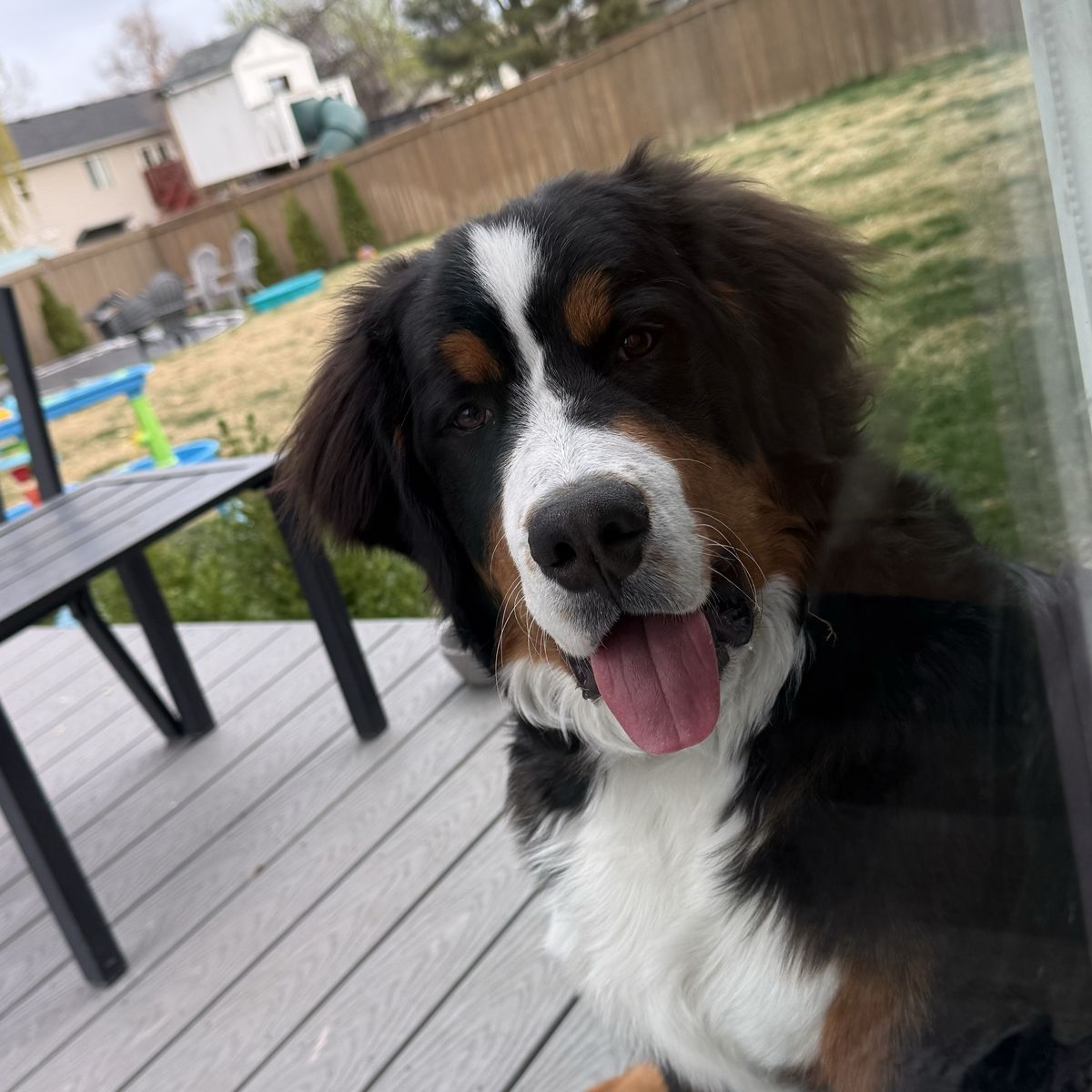 7 Month Old Bernese Mountain Dog Puppy