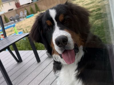 7 Month Old Bernese Mountain Dog Puppy