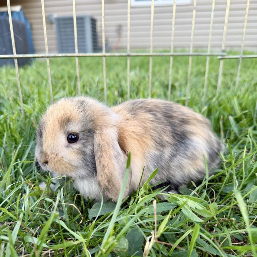Holland Lop Buck 