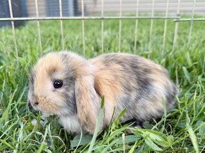 Holland Lop Buck
