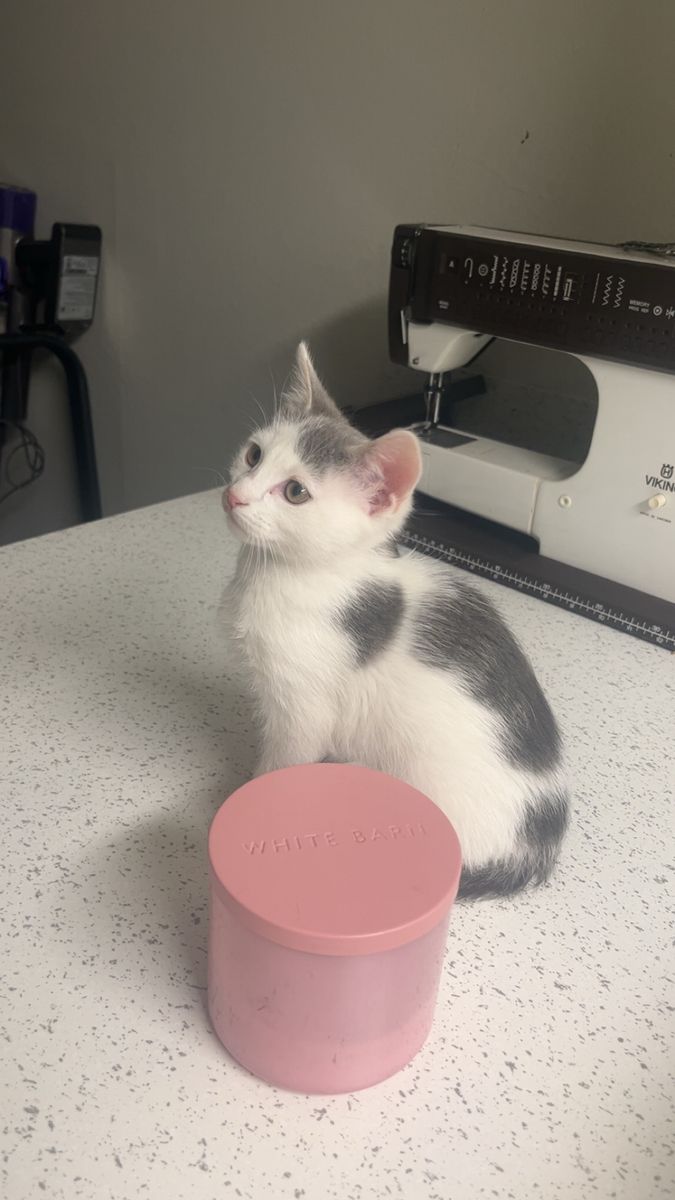 Kitten for sale