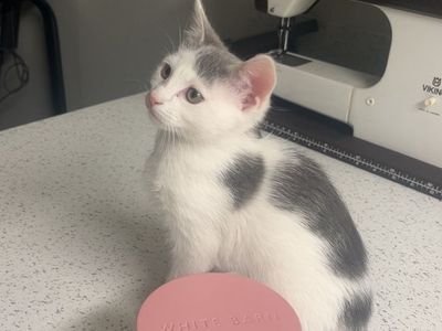 Kitten for sale