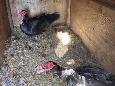 Muscovy Ducks for sale