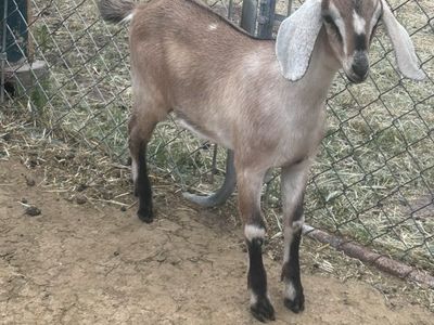 Nubian Doeling
