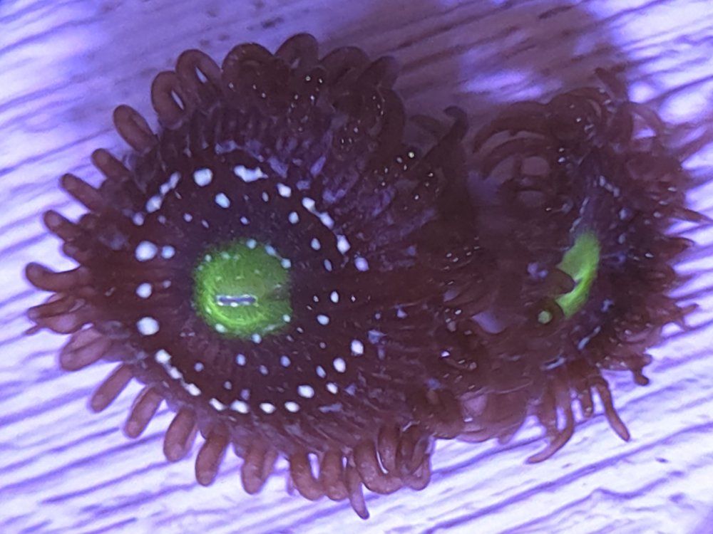 Main image 4