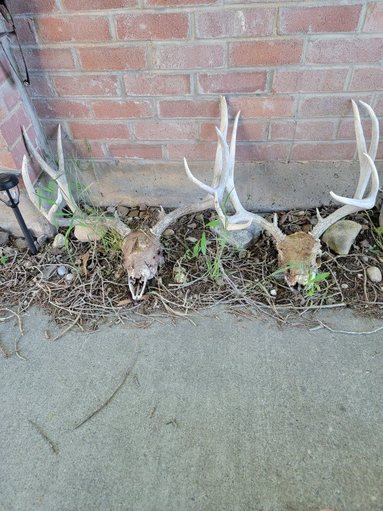 Mule deer skulls with antlers .