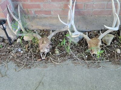 Mule deer skulls with antlers .