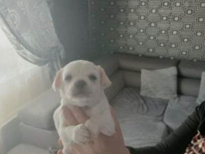 3 Tiny Chihuahua puppies