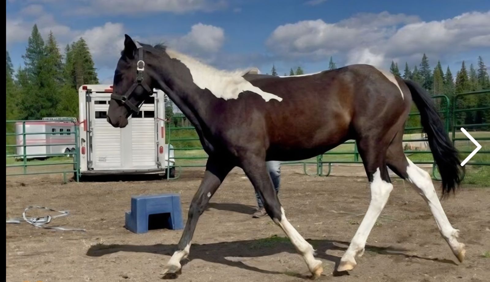 Gorgeous coming 2 year old tobiano colt!