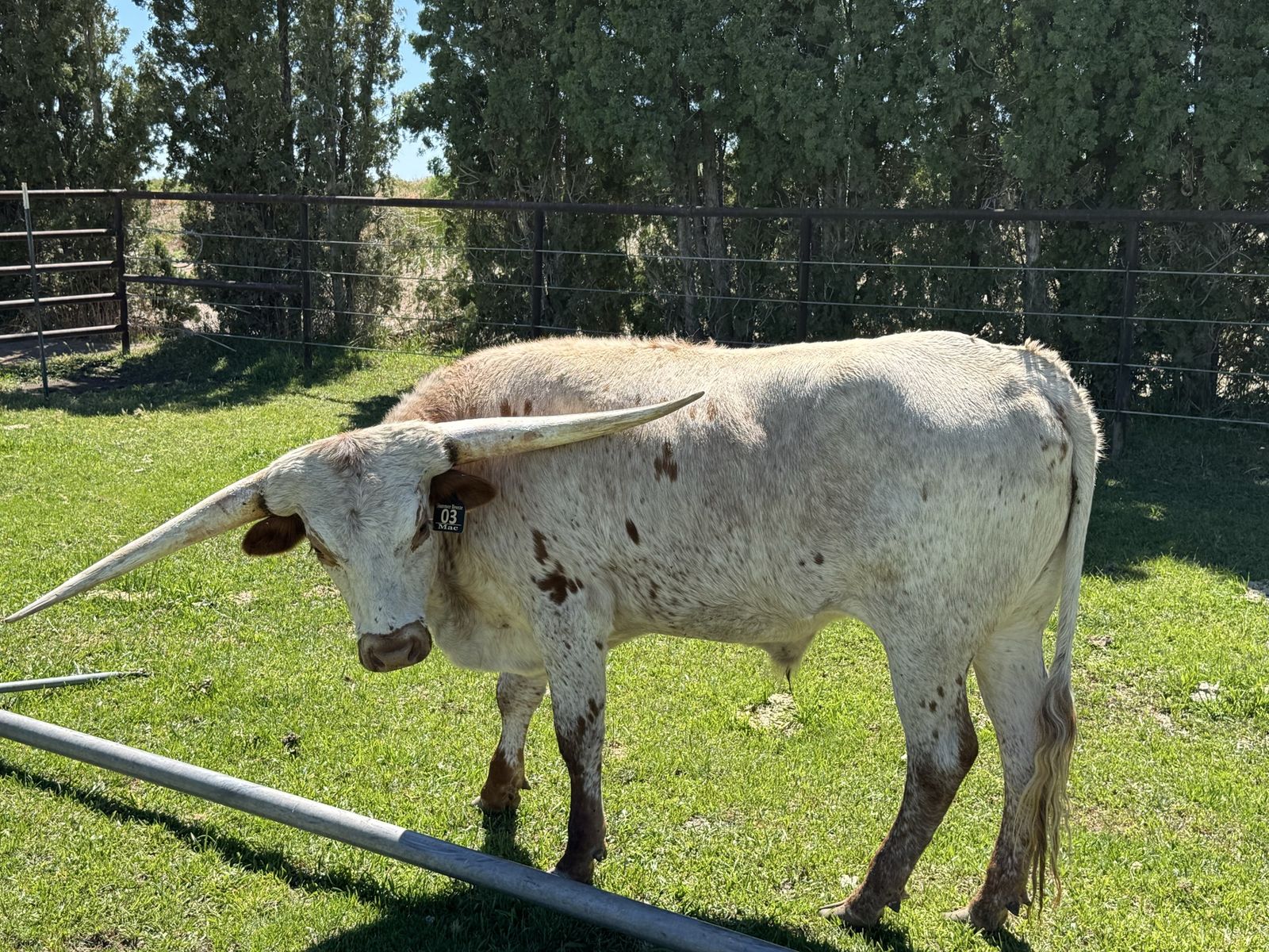 Texas Longhorns