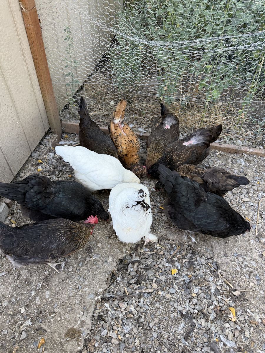 Chickens and chicken coop