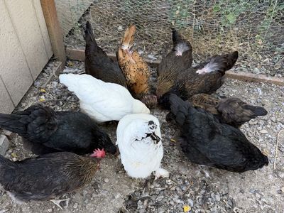 Chickens and chicken coop