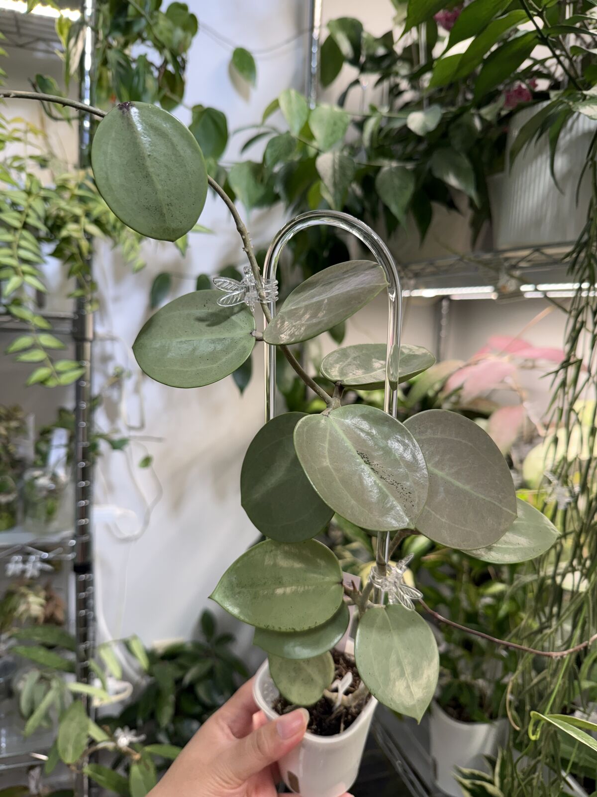 Hoya verticillata 'Silver Heart' - Plant