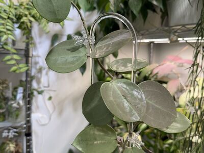 Hoya verticillata 'Silver Heart' - Plant