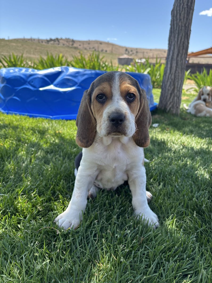 Basset Aussie Puppies
