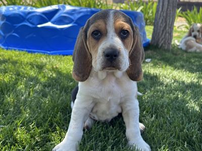 Basset Aussie Puppies