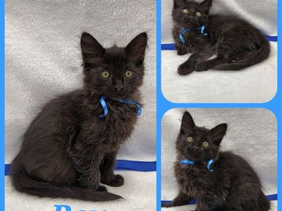 Adorable Kittens
