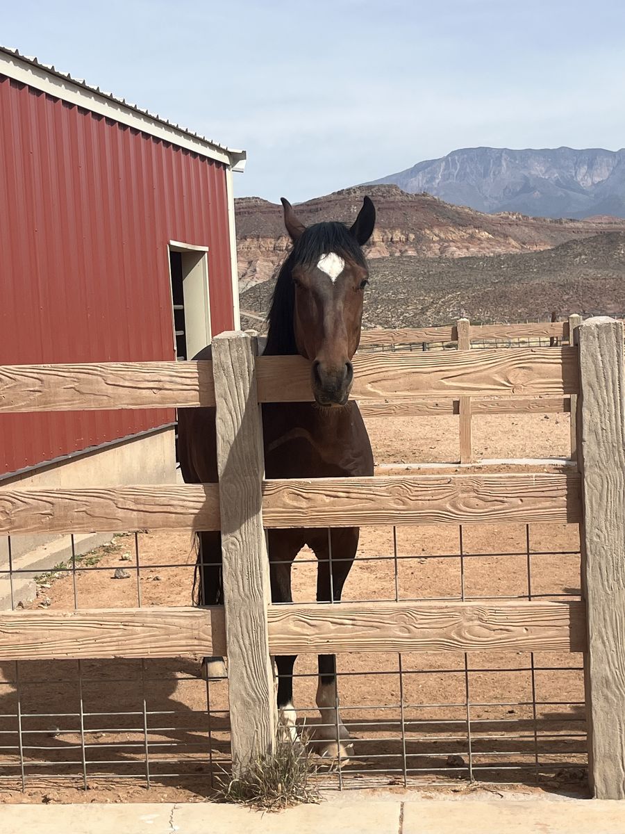 6yr old bay gelding