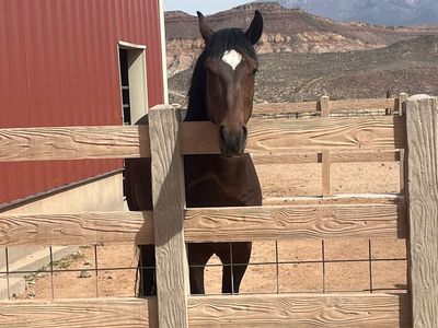 6yr old bay gelding