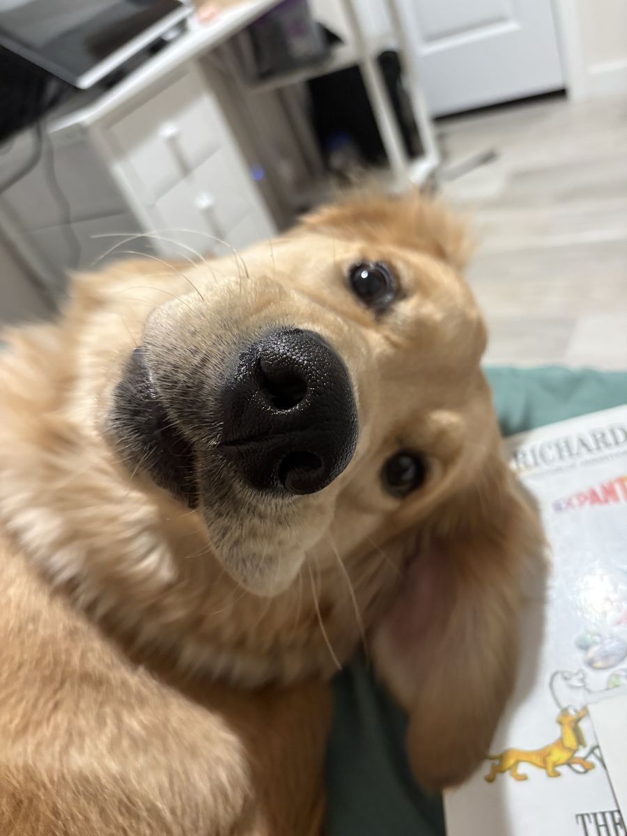 Rosie-Golden Retriever