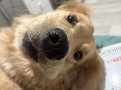 Rosie-Golden Retriever