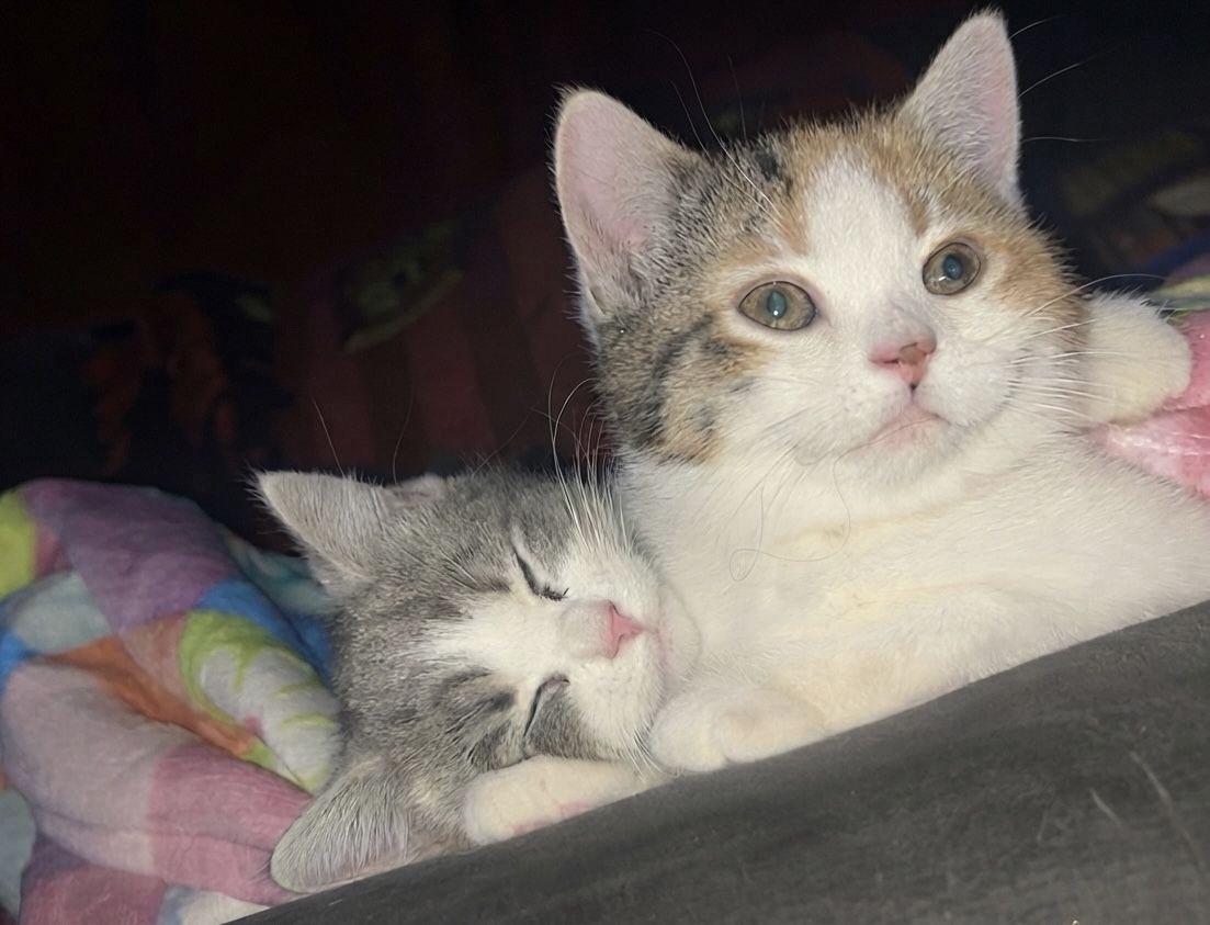 Persian/Siamese Mix Kittens - 3 Available, Various Colors, Vet-Checked & Vaccinated